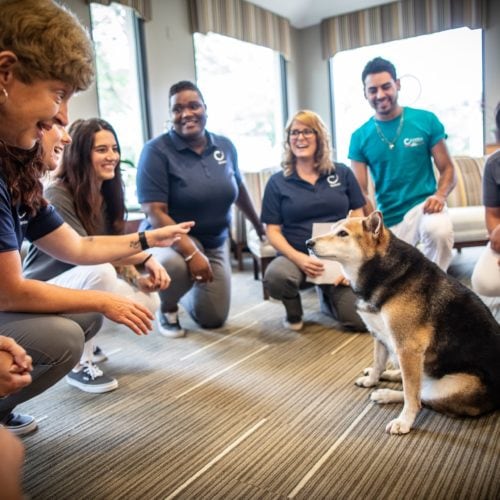 Comella Orthodontics Rochester New York Staff Candids 7 500x500 - Meet The Team